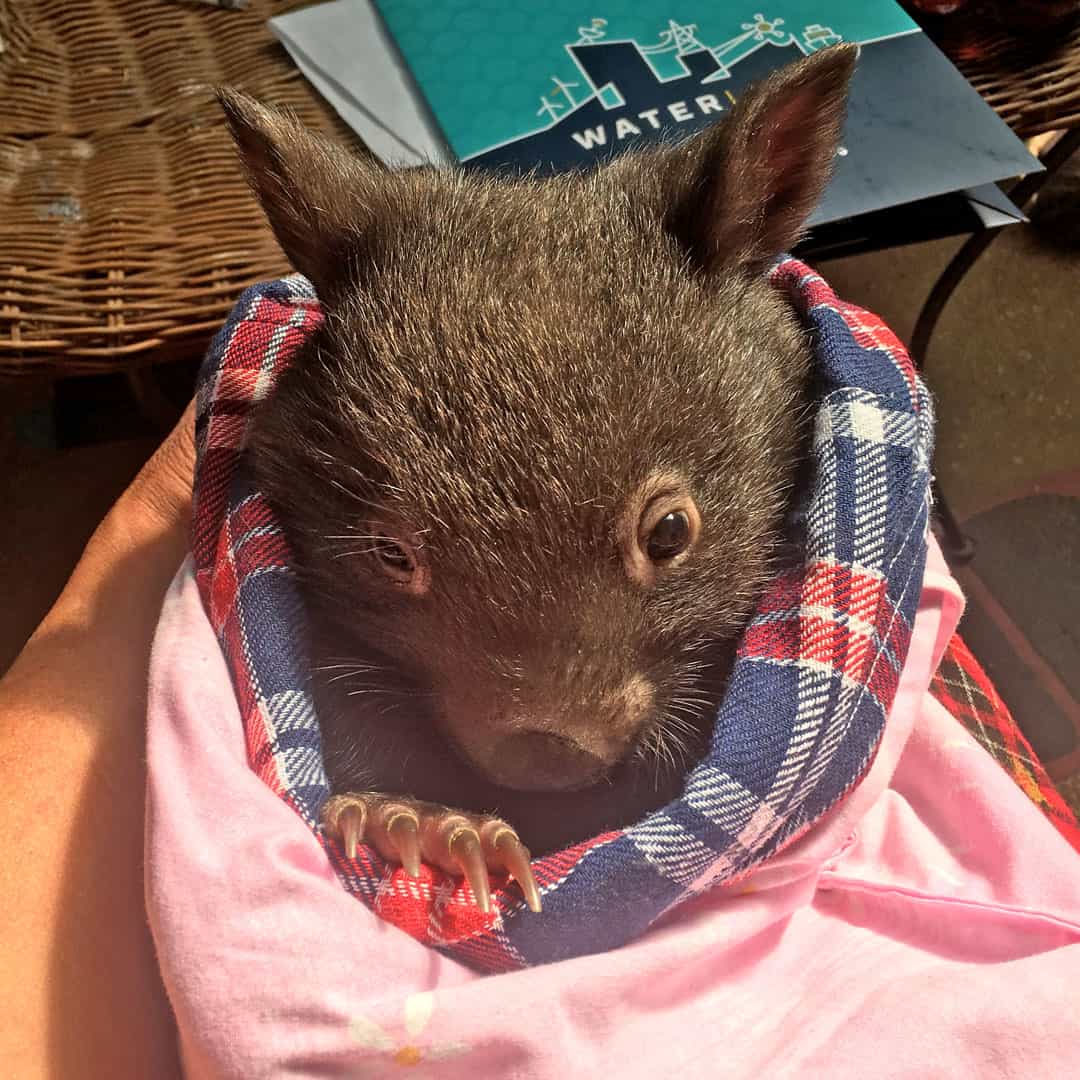 Waterline wombat